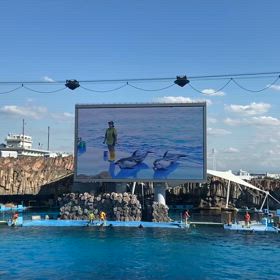イルカショー①(動画)〜名古屋港水族館〜の画像