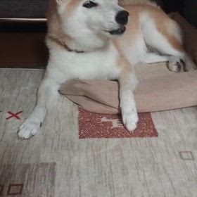 なぜか？の画像