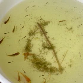 金魚も爆誕中☺️の画像