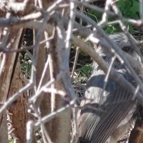 今夜　何食べたい？の画像