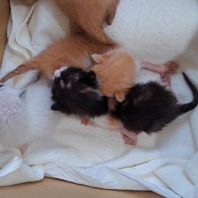 ミルクボランティア　2024/09/10の画像