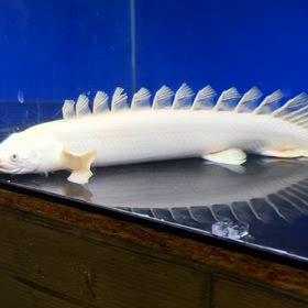 今回輸入の目玉！ビッグサイズ蜃気楼！！の画像