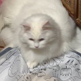 良いお年をの画像