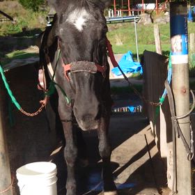 我の黒王の画像