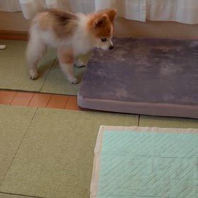 お腹空いたよーーの画像