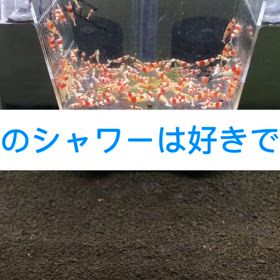 レッドビーシュリンプのの画像
