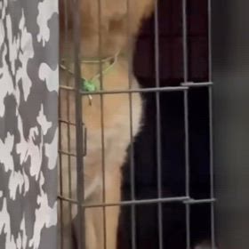 ロビ君の遠吠え➕野犬も遠吠えの画像