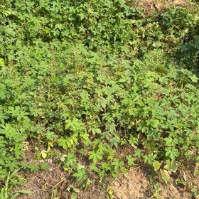 極早生の収穫　カメムシ防除　猪と遭遇の画像