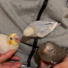 明日は通常通り営業と明後日は臨時休業。の画像