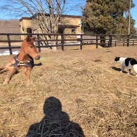 可愛いブケオくんの画像