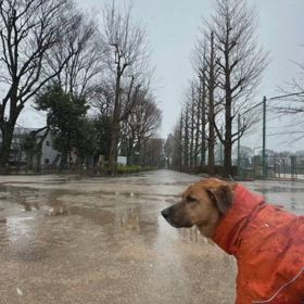 雨男りくの画像
