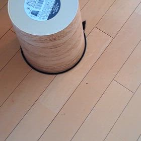 ヤドカリ(笑)？第2弾　2024/11/25の画像