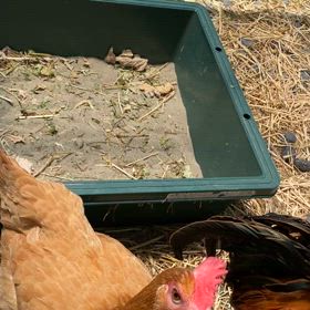 今日も元気な鶏のナージャ&豊！の画像