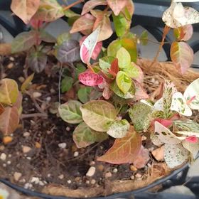 W杯予選勝利！！の画像