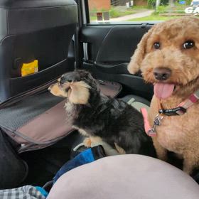 王子様は星に帰ったそうです。の画像