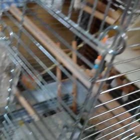 カポ ～減薬中に支えてくれたインコ～の画像