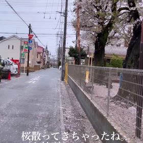 2024/04/09桜の画像