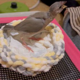 新潟県産ぶんちょ〜さまの巻。の画像