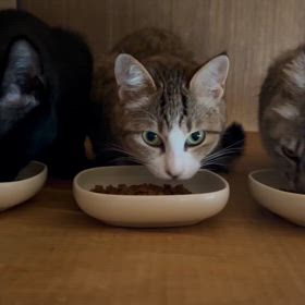 凪、美子、さとの画像