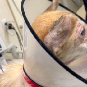 ”再度の呼びかけです。”里親募集中です　支援もお願いしますの画像