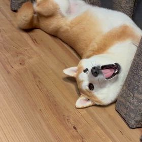 主張するベビさん〜27w2d〜の画像