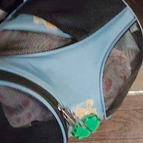 愛猫の定期検診行って来ましたの画像