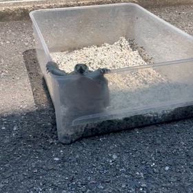 ガメラの画像