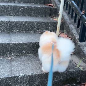 地獄の階段登り！の画像