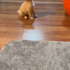 本日のななちゃん、我が家に来て11日目✨お座り、お手しつけ中‼️の画像