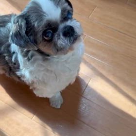 ゆいまるくんの画像