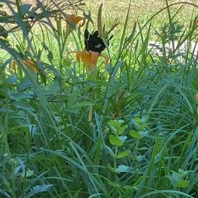 虫の気持ちがわかるようになったらの画像