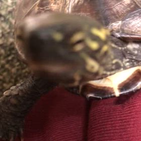 可愛いよ(๑>◡<๑)の画像