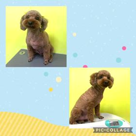 DOGXDOG ぷっちょくんの画像