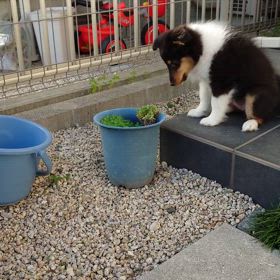 多肉植物の多肉は、お肉の事ではありません。の画像