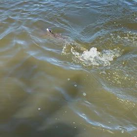 幻の怪魚❗️の画像