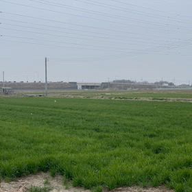 三月下旬にの画像