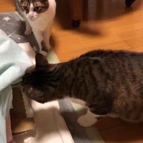 びっくりしたマイナンバーカード後5年後はえー面倒くさい。こたつにトンネルにゃ。の画像