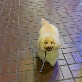 旅行の買い物の画像