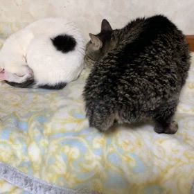 寄り添うとはの画像