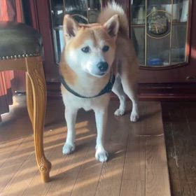 今朝のケンタ柴犬8歳の画像