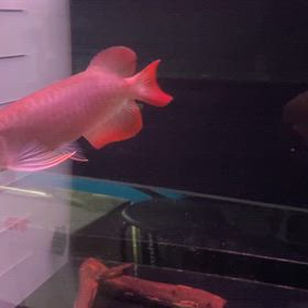 ★アジアアロワナ！★の画像