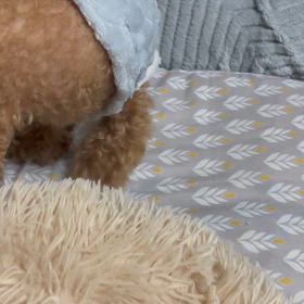 【ワンコ】掘ります掘ります。の画像