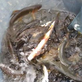 8月8日行川釣果３３匹の画像