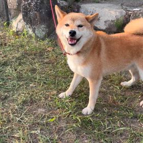 うれしいときの画 像