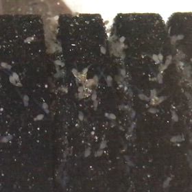 ハイブリッドエンゼル  人工孵化  7日目の画像