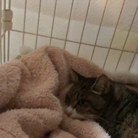 今朝の力の画像