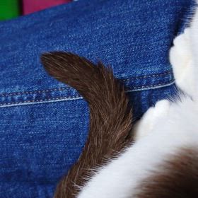 椅子に座る、僕の膝の上の画像