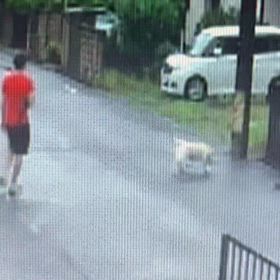 自由に放してる！Σ('◉⌓◉’)の画像