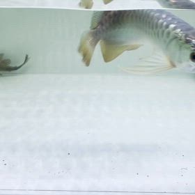 ★過背金龍！★の画像