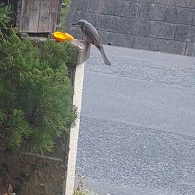 タロ吉️大分なれてきてる(*^^*)の画像